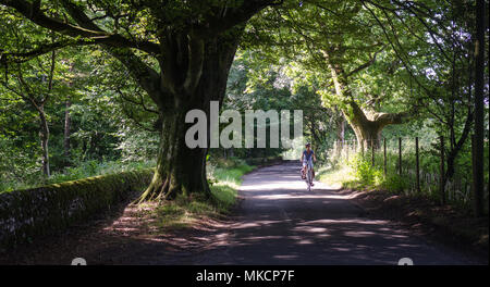 Dorchester, England, UK - August 8, 2013: A cyclist rides on a tree-lined country lane in the Dorset Downs hills. Stock Photo