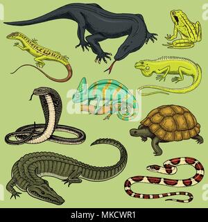 Set of reptiles and amphibians. Wild Crocodile, alligator and snakes, monitor lizard, chameleon and turtle. Pet and tropical animal. Engraved hand drawn in old vintage sketch. Vector illustration. Stock Vector