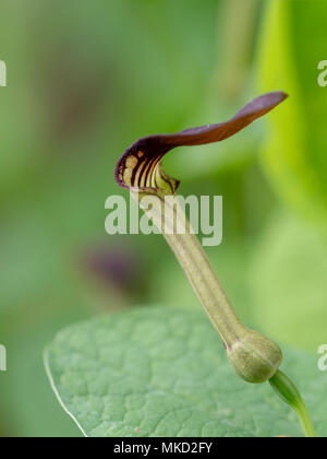 Aristolochia. Aka pipevine. Stock Photo
