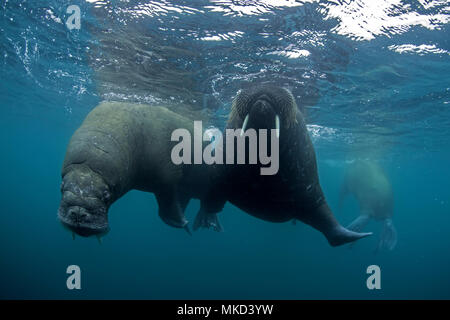 Pair of Atlantic walrus (Odobenus rosmarus), Spitsbergen, Svalbard, Norwegian archipelago, Norway, Arctic Ocean