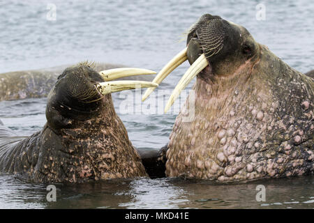 Pair of Atlantic walrus (Odobenus rosmarus), one adult and one younger playing with their tusks, Vulnerable (IUCN), Spitsbergen, Svalbard, Norwegian archipelago, Norway, Arctic Ocean