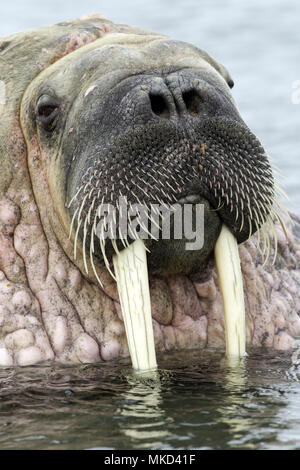 Portrait of Atlantic walrus (Odobenus rosmarus) with its most prominent feature the long tusks, Spitsbergen, Svalbard, Norwegian archipelago, Norway, Arctic Ocean