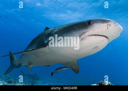 Close view Tiger Shark (Galeocerdo cuvier) with a second one in the background, Tahiti, French Polynesia