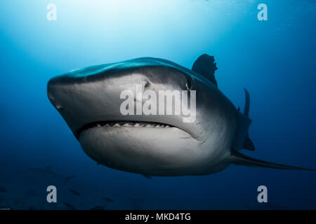 Very close view front-left Tiger Shark (Galeocerdo cuvier), Tahiti, French Polynesia