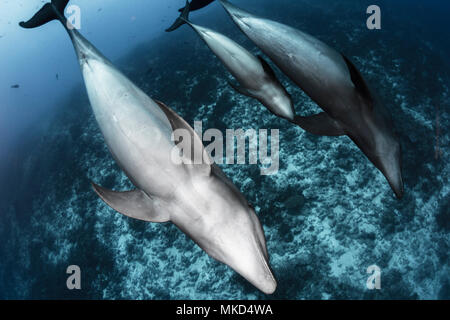 Wide view group of Common Bottlenose Dolphin (Tursiops truncatus) with young one, Rangiroa, French Polynesia