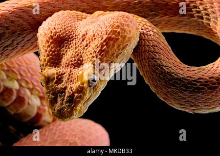 Portrait of Eyelash viper (Bothriechis schlegelii) on black background. Stock Photo