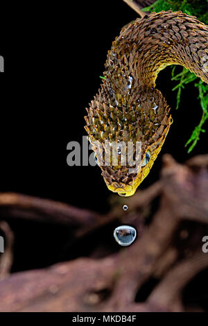 Portrait of Bush viper (Atheris squamigera) on a branch on black back  ground Stock Photo - Alamy