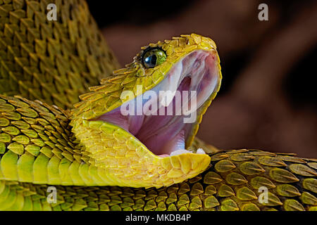 Bush Viper Snake Atheris Squamigera Black Stock Photo 1649121823