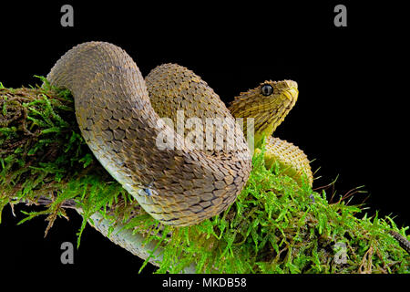 Portrait of Bush viper (Atheris squamigera) on black back ground Stock  Photo - Alamy