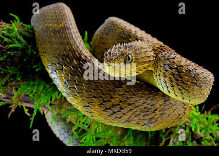 Portrait of Bush viper (Atheris squamigera) on black back ground Stock  Photo - Alamy