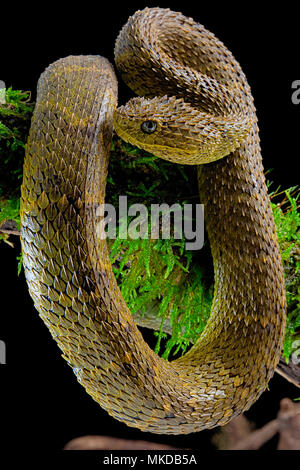 Mayombe Bush-Viper (Atheris squamigera anisolepis), on a branch