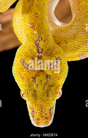 Portrait of Green tree python (Morelia viridis) on black background, Aru, Papua Stock Photo