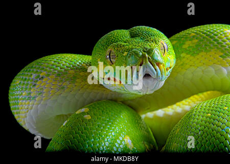Portrait of Green tree python (Morelia viridis) on black background, Biak Stock Photo