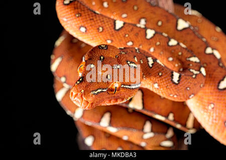 Portrait of Green tree python (Morelia viridis) on black background, Jayapura, Papua Stock Photo