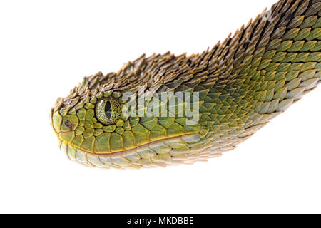 Portrait of Bush viper (Atheris squamigera) on a branch on black back  ground Stock Photo - Alamy