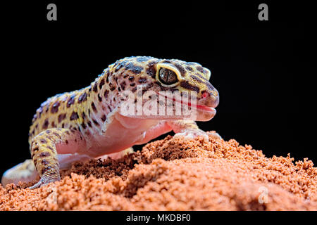 Leopard gecko (Eublepharis macularius) on black background. Stock Photo