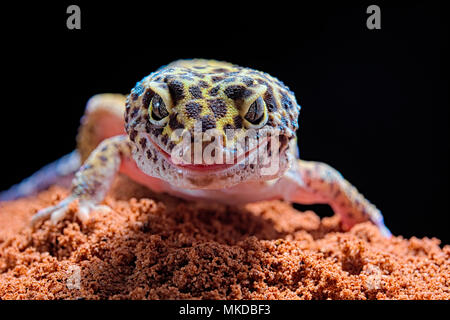 Leopard gecko (Eublepharis macularius) on black background. Stock Photo