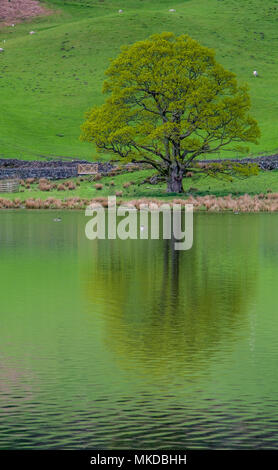 Tree reflected in Rydal Water, near Ambleside, Lake District, Cumbria Stock Photo