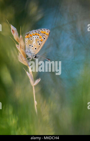 Brown Argus (Aricia agestis) Female on ear of a grass in a pasture biological in evening of August in the bourbonnais grove. Auvergne, France Stock Photo