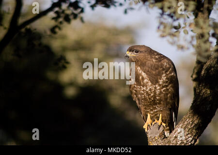 Common Buzzard ( Buteo buteo) on a branch, Huesca, Spain Stock Photo