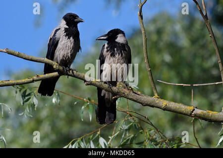 Couple of Hooded Crows (Corvus corone cornix) on a branch, Danube Delta, Romania Stock Photo