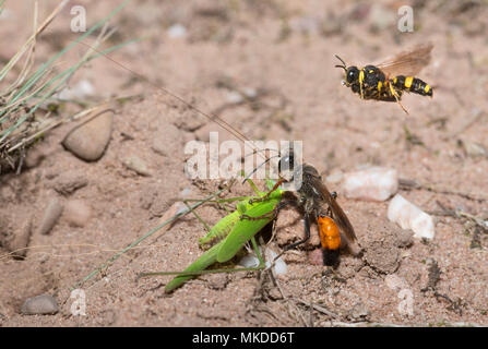 Golden digger wasp (Sphex funerarius) reporting a Sickle-bearing Bush Cricket (Phaneroptera falcata) in its gallery and Ornate Tailed Digger Wasp (Cerceris rybyensis) reporting a Mining bee (Lasioglossum sp), Regional Natural Park of Northern Vosges, France