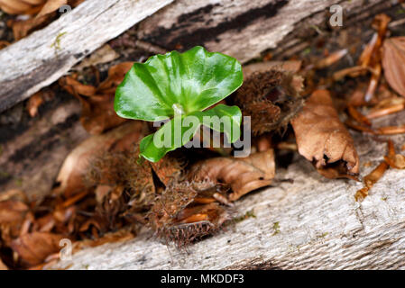 Beech (Fagus sylvatica), germination of a hay on a dead beech in forest, Ballon d'Alsace, Haute-Saone, France Stock Photo