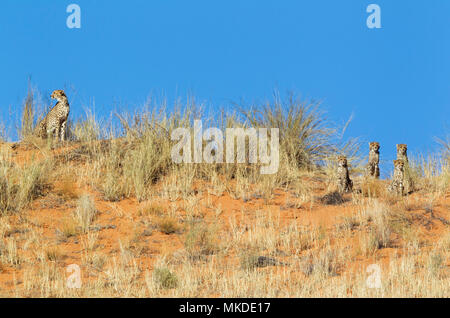 Cheetah (Acinonyx jubatus). Female with four cubs on a grass-grown sand dune, observing their surroundings. Kalahari Desert, Kgalagadi Transfrontier Park, South Africa. Stock Photo