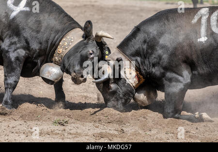 Eringer cows locking horns during a cow fight, tradition, heritage from the Valais, Sion, Switzerland Stock Photo