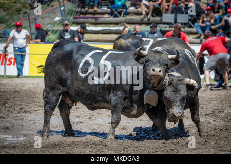 Eringer cows locking horns during a cow fight, tradition, heritage from the Valais, Sion, Switzerland Stock Photo