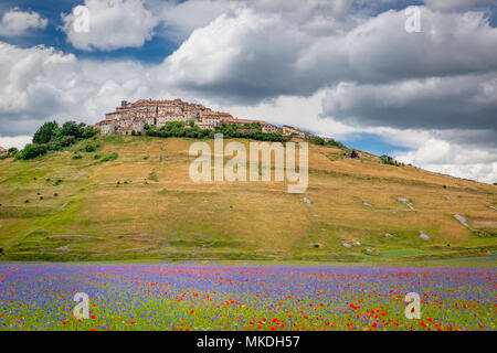 Field of wildflowers, Castelluccio di Norcia, Piano Grande, Monti Sibillini National Park, Umbria, Italy Stock Photo