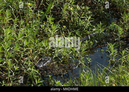 Young Wild Alligator in swamp waters Florida, USA Stock Photo