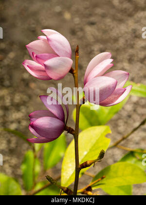 Small pink Spring flowers of the complex hybrid Magnolia (Michelia type) , Magnolia 'Fairy Blush' Stock Photo