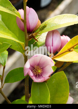 Small pink Spring flowers of the complex hybrid Magnolia (Michelia type) , Magnolia 'Fairy Blush' Stock Photo