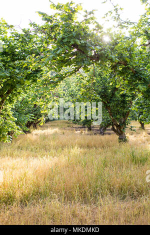 A hazelnut orchard at Dorris Ranch in Springfield, Oregon, USA Stock ...