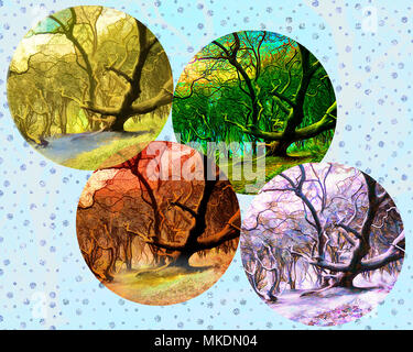 FOUR SEASONS CONCEPT: Magic of the Forest Stock Photo