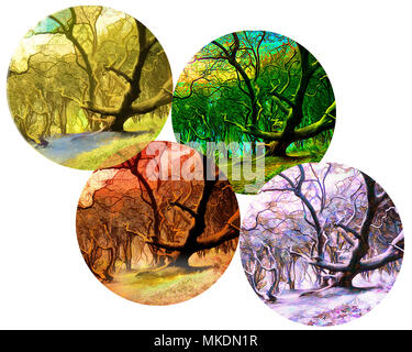 FOUR SEASONS CONCEPT: Magic of the Forest Stock Photo