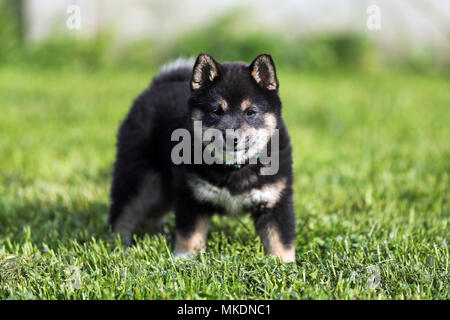 Close up of a seven weeks old japanese shiba inu puppy
