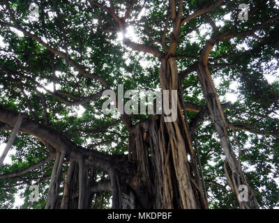 Banyan Tree with sun filtering through branches Stock Photo