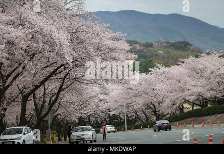 A woman stops to photograph huge cherry trees in full bloom on a roadside in Gyeongju,South Korea, at peak blossom season, with distant blue mountain