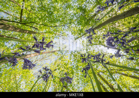 Worm's eye view of a Hampshire bluebell wood looking up into the canopy on a sunny spring day