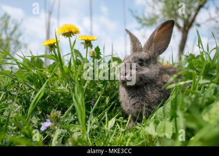 Small grey rabbit in green grass closeup