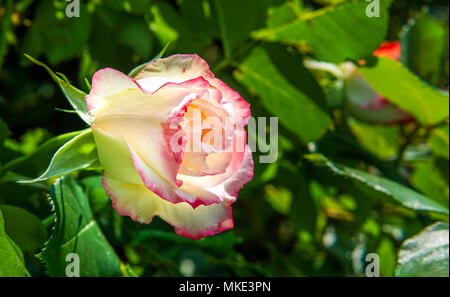 Pink white red mixed colors rose in the garden early in the morning Stock Photo