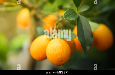 kumquat orange on the tree, must have plant in asian new year holidays, brings luck and fortune, beautiful foliage and nice bokeh in background Stock Photo