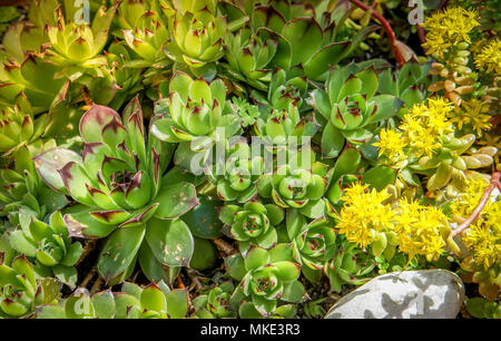 Sedum plants, sempervivum succulent rockery plants with yellow flowers used for sustainable roof plantings Stock Photo