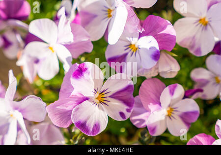 Close up of sunlit pink white pink and purple small petal flowers, violas or garden pansies Stock Photo