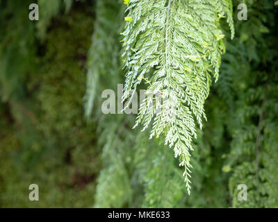 Close up of a vine connected to a tree on a sunny day Stock Photo