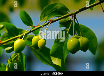 Unripe green plums on tree Stock Photo