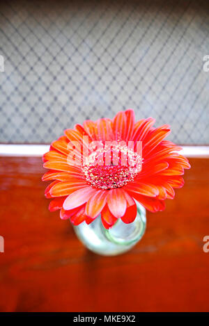 Single red gerbera flower in glass bottle on table Stock Photo