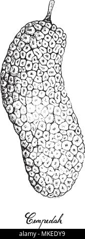 Tropical Fruit, Illustration of Hand Drawn Sketch Cempedak or Artocarpus Integer Fruits Isolated on A White Background. High in Calcium with Essential Stock Vector